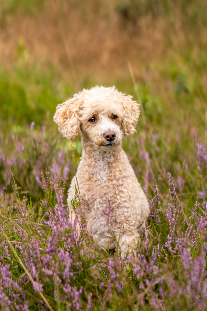 Hundeshooting outdoor - Pudel sitzt in blühender heide