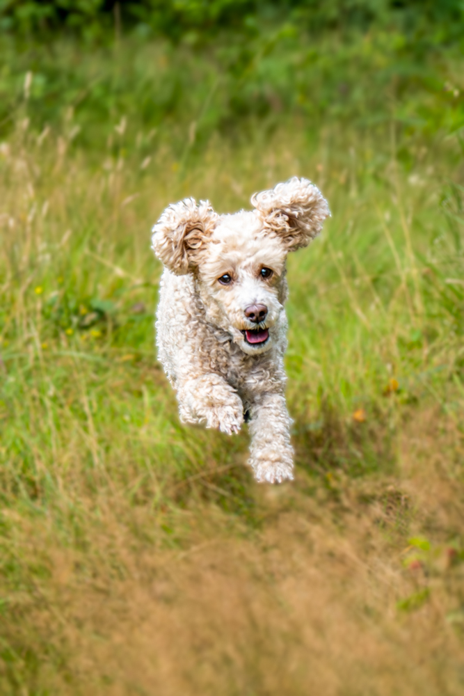Hundefotografie draußen - Pudel rennt auf Kamera zu