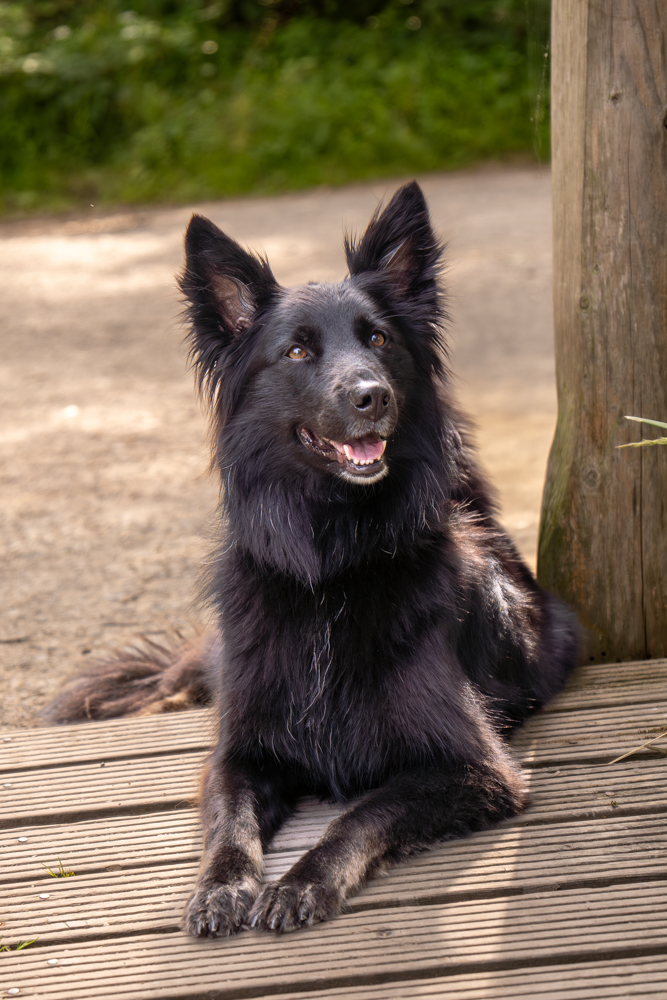 Hundeshooting outdoor - Hund liegt auf einem Steg