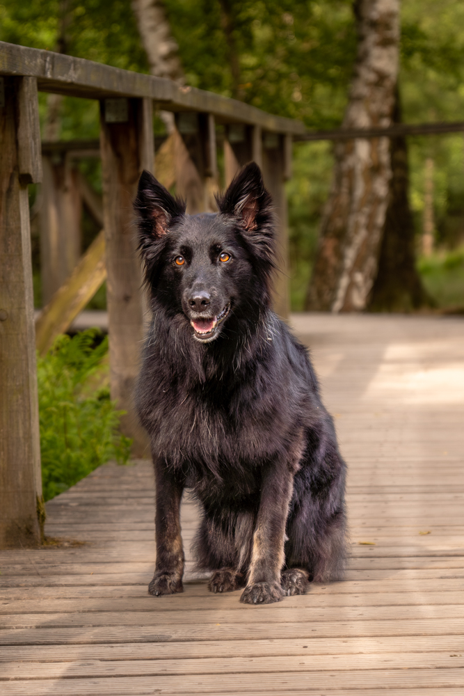 Hundefotografie draußen - schwarzer Schäferhund sitzt auf einem Steg