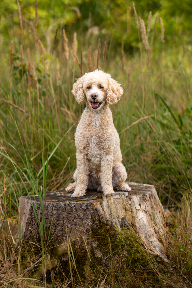 Natürliche Hundefotografie Hundeshooting outdoor - Pudel sitzt auf Baumstamm