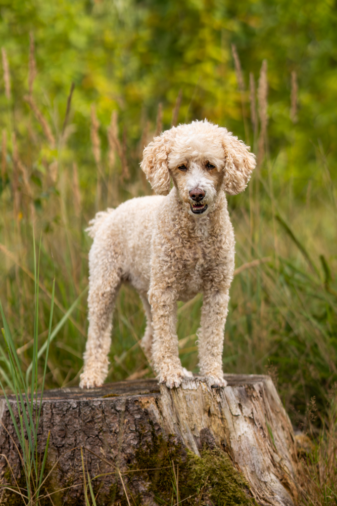 Natürliche Hundefotografie Hundeshooting outdoor - Pudel steht auf Baumstamm