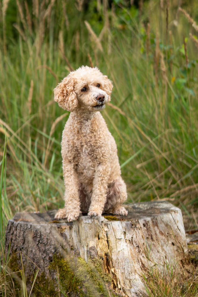 Natürliche Hundefotografie Hundeshooting outdoor - Pudel sitzt auf Baumstamm
