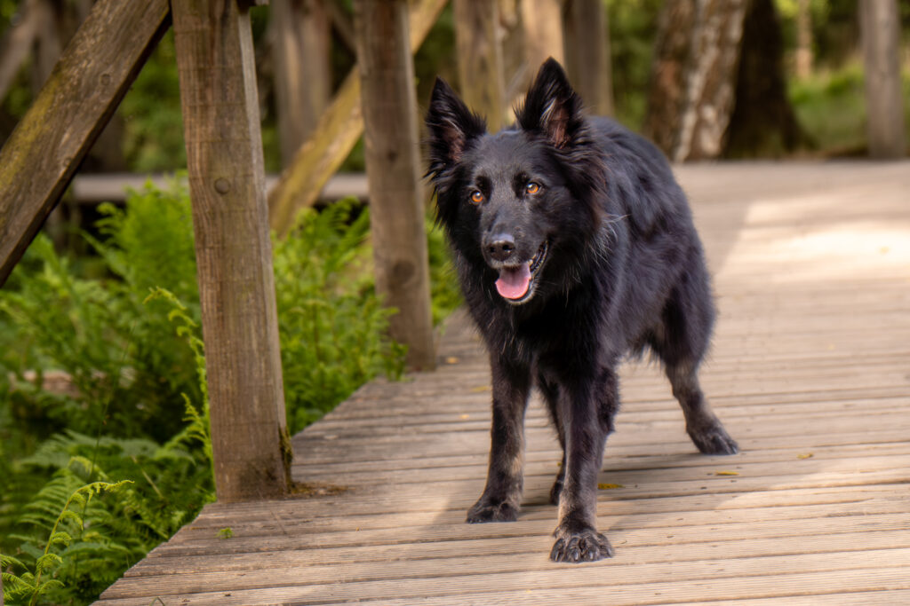 Hundeshooting outdoor - Schwarzer Hund steht auf Steg