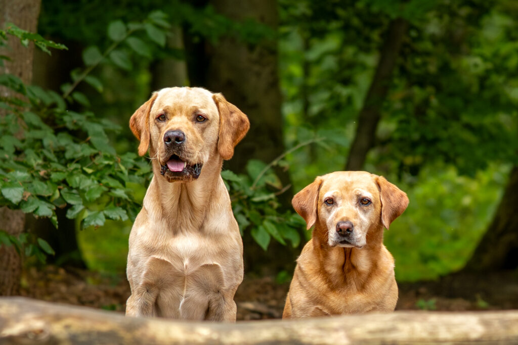 Hundeshooting im Wald - zwei Hunde sitzen hinter einem Baumstamm