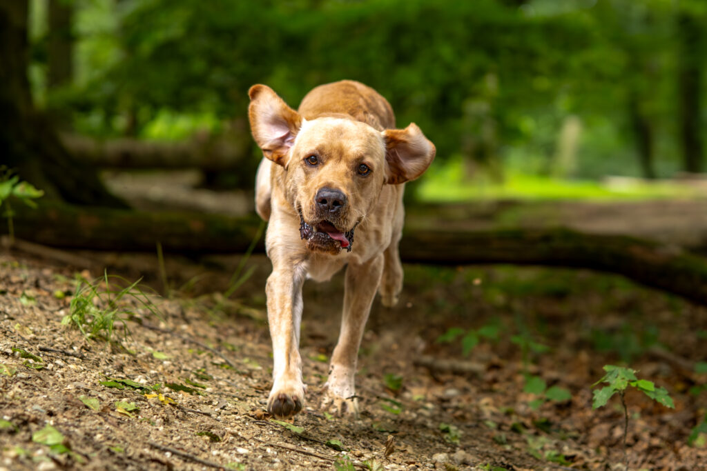 Hundefotografie draußen - Labrador rennt auf Kamera zu
