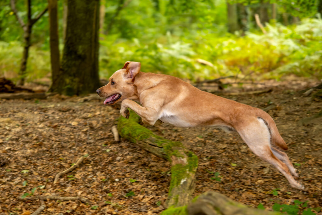 Hundefotografie Tiershooting draußen - Labrador springt im Wald über Baumstamm