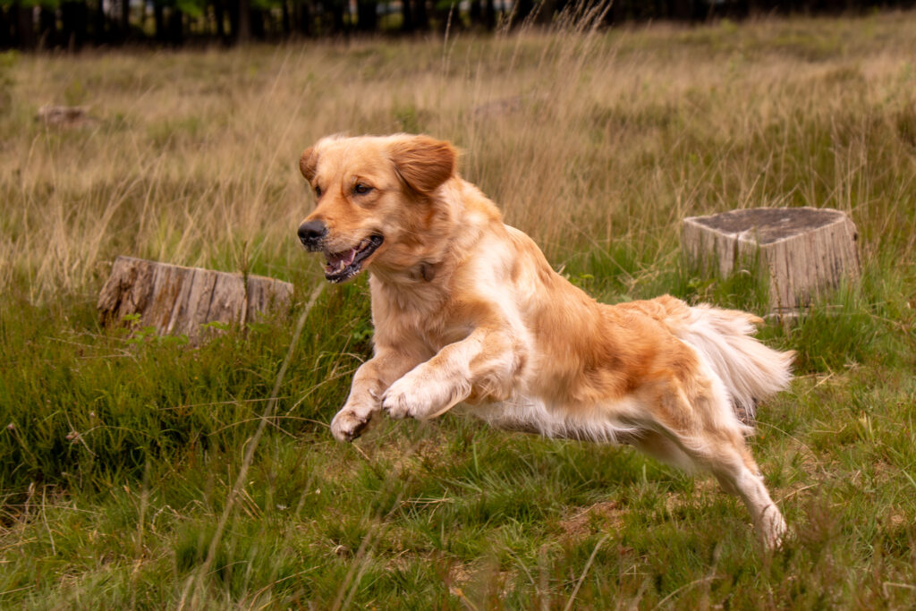 Hundeshooting outdoor - Golden Retriever rennt in der Heide