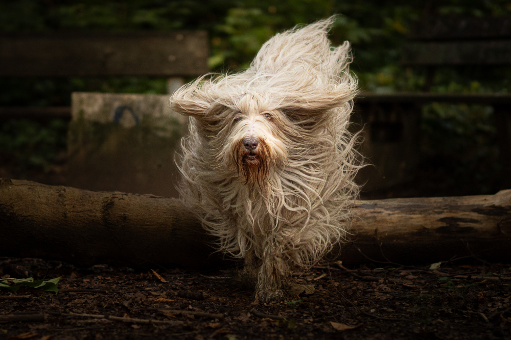 Natürliche Hundefotografie - Hund rennt